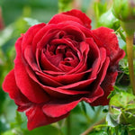 Rose Bushes Ready to Plant Outdoor, Bareroot 5-9 Inch Tall, Fragrant Rose Flower (Red Rose)
