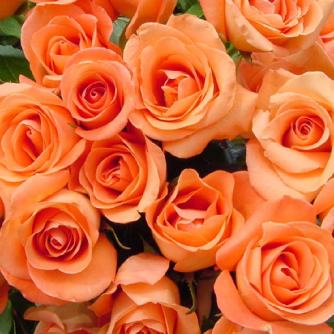 Rose Live Plant for Planting, Fragrant Hybrid Rose Bush, 5-10” Tall, Ready to Grow Flowering Shrub for Outdoor Garden, No Pot (Rosa Orange Rose)