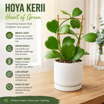 Kerrii Hoya Plant Live, Hoya Heart Plant Live, 3-5 Inc Tall, Easy Care Houseplant for Home and Office Decoration