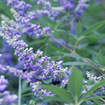 Vitex Blue Tree Live Plant, Chaste Tree, Blue Purple Flowering Vitex Shrub, 5-7 Inches Tall for Outdoor Planting