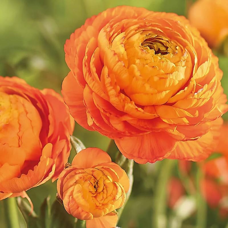 Pack of 30 Ranunculus Bulbs for Spring Planting, Ranunculus Bulbs for Planting, Spring Blooms Vibrant Perennial Bulbs for Garden Borders (Orange Ranunculus)