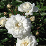 Rose Bush Live Plant, 5-9 Inch Tall, Fragrant Rose Flowers Tree, Well-Rooted Ready to Plant Outdoor Indoor (White Rose)