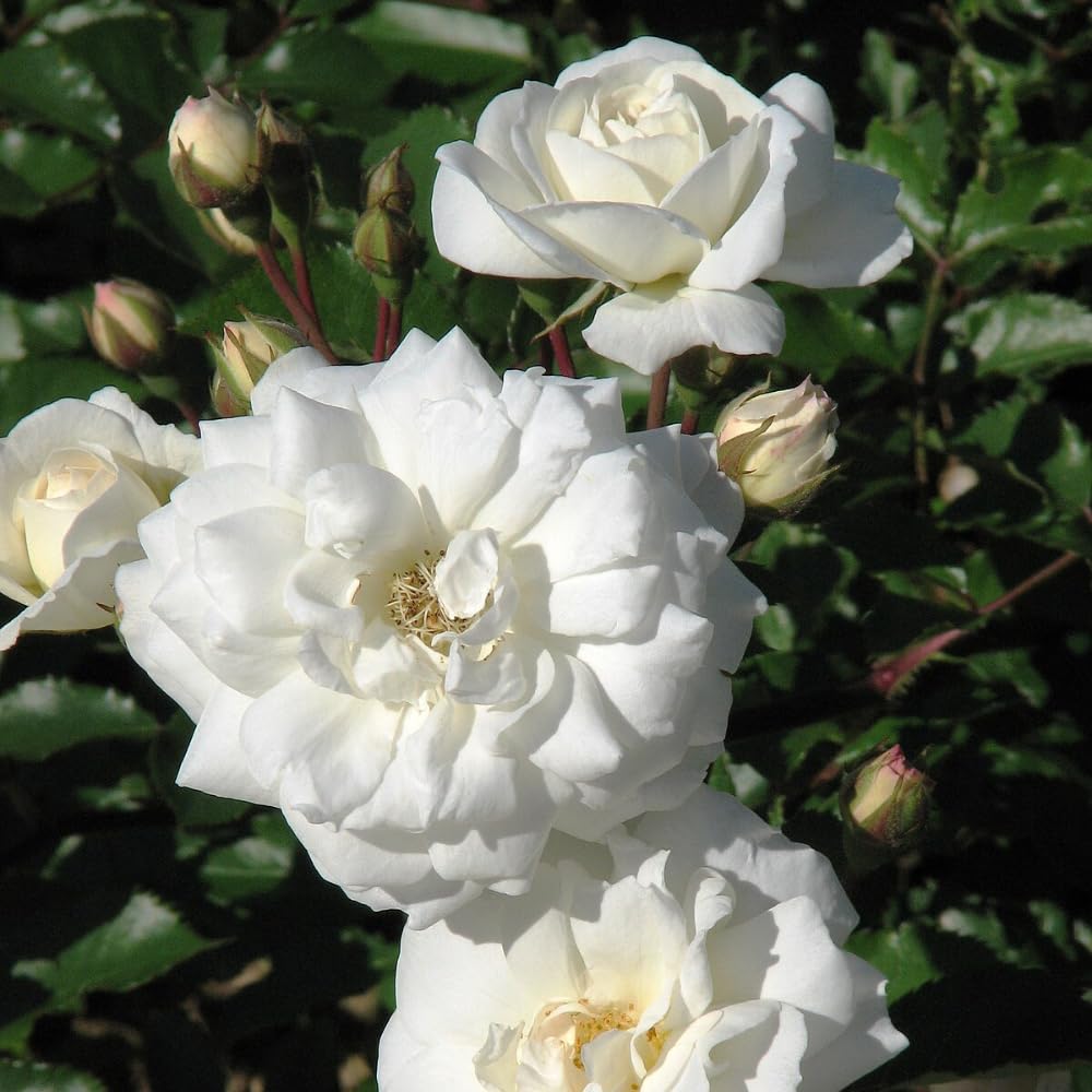 Rose Bush Live Plant, 5-9 Inch Tall, Fragrant Rose Flowers Tree, Well-Rooted Ready to Plant Outdoor Indoor (White Rose)