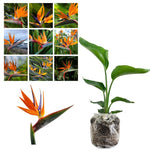 Sets 2 Bird of Paradise Plants Live, Orange and White Striking Blue Yellow Blooms, 5 to 9 Inc Tall, No Pot, Tropical Houseplant, Exotic and Vibrant Color