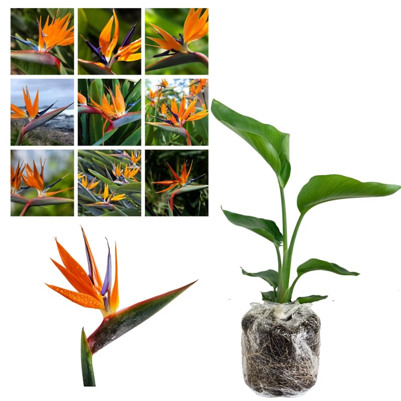 Sets 2 Bird of Paradise Plants Live, White and Yellow Striking Blue Yellow Blooms, 5 to 9 Inc Tall, No Pot, Tropical Houseplant, Exotic and Vibrant Color