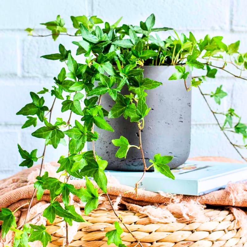 English Ivy Live Plant, 1 Pot English Ivy Vines, Perennial Climbing Ivy for Garden, Trellis, Containers