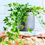 2 Pots English Ivy Live Plants, Perennial English Ivy Vine, 4-8" Tall, Fast-Growing Climbing Ivy for Outdoor Garden, Fence, Containers