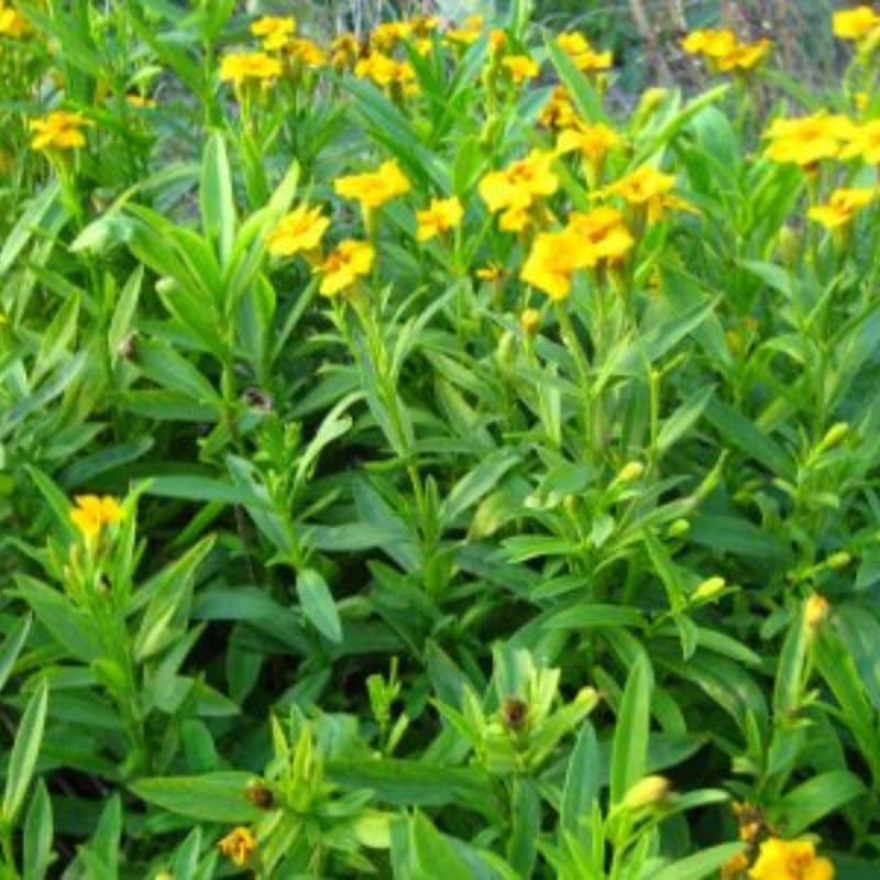 2 Texas Tarragon Plants Live, 4-9" Tall Mexican Mint Marigold Herb for Outdoor Garden, Well-Rooted