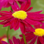 Chrysanthemum Plants Live, Red Mums Plant Live for Gardening, Mum Live Plant, 5 to 7 Inc Long Well Rooted