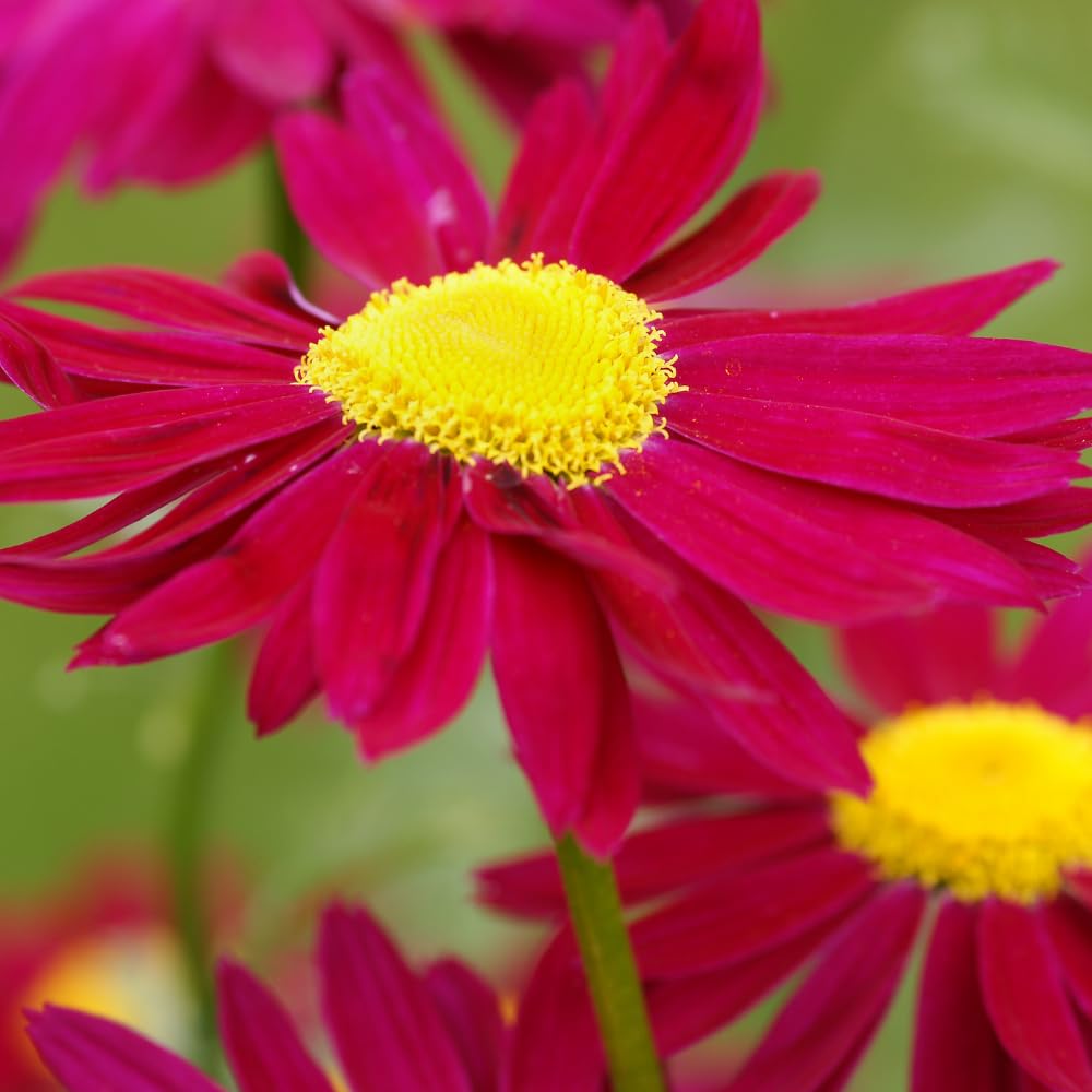 Chrysanthemum Plants Live, Red Mums Plant Live for Gardening, Mum Live Plant, 5 to 7 Inc Long Well Rooted