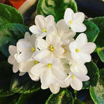 African Violet Live Plant in 4" Pot, White African Violets Plants Houseplant Well-Rooted, Indoor Outdoor Blooming, Holiday Flower Bush