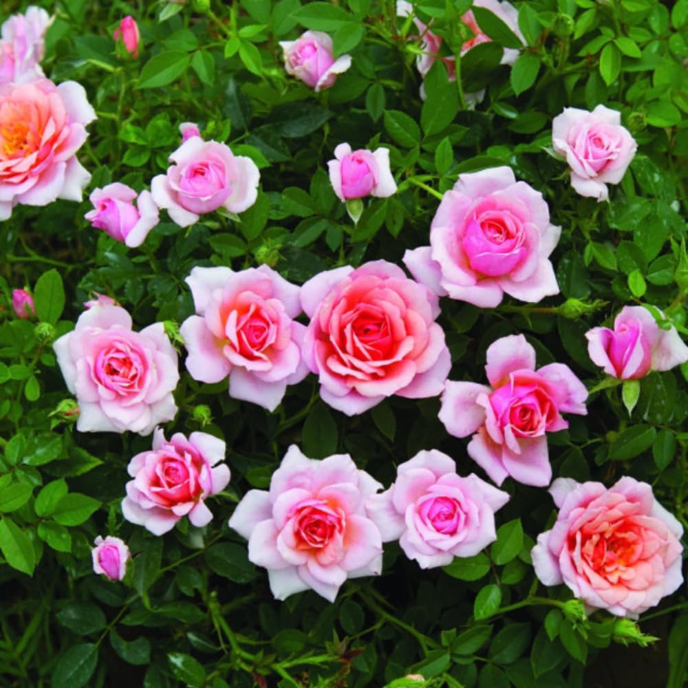 Rose Plant Live, Roses Bush Ready to Plant, 5-10 Inch Height, Ornamental Fragrant Flowers (Pink Rose)
