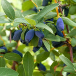 Honeyberry Bush Plant, 6-8 Inch Tall Sweet Blue Honey Berry Tree, Perennial Haskap Plant