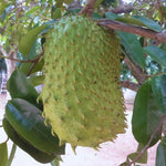 Soursop Tree Live Plant, Soursop Plant Live, Guanabana Tree Live Plants, 5 to 9 Inc Tall