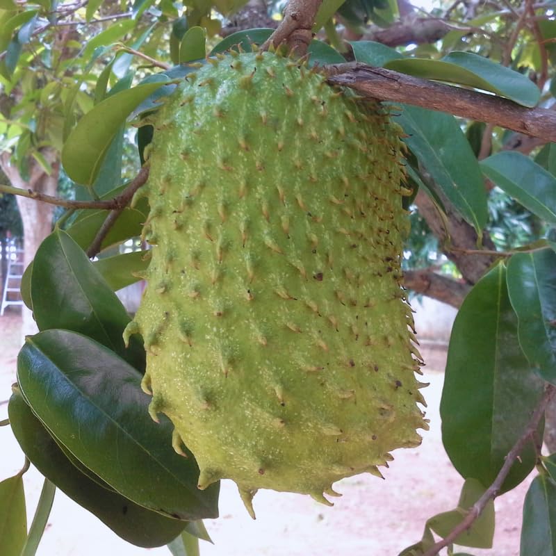 Soursop Tree Live Plant, Soursop Plant Live, Guanabana Tree Live Plants, 5 to 9 Inc Tall
