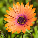 4 Osteospermum Plants, African Daisy Live Plants, 3-5 Inches, Perennial Mix Blooms, Spring to Summer Flowers (Light Orange)