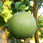 White Pomelo Grapefruit Tree Live Plant, 3 Feet Tall in Pot, Pomelo Grapefruit Grafted Tree, Sweet Pomelo Tree for Planting, No CA, HI, PR, GU, AK