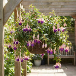 Set 2 White Purple Fuchsia Plants Live 4-7 Inches Tall, Colorful Hanging Flower Plants for Patio, Garden and Containers