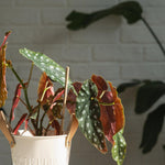 Begonia Live Plant, Begonias Live Plant, Rare Begonias Plants, 5-7 Inches in Height for Indoor Houseplant (Polka Dot Angel Wing Begonia)