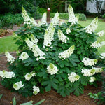 Hydrangea Bush Tree Plants Live, 5-9" Tall, No Pot, Dormant in Wintet, Change Color Perennial Planting Indoor Outdoor, Long Lasting Blooms Flower (White Oakleaf)