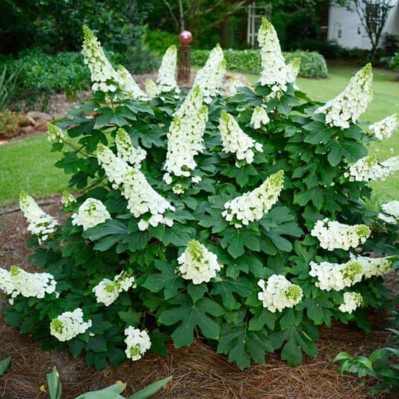 Hydrangea Bush Tree Plants Live, 5-9" Tall, No Pot, Dormant in Wintet, Change Color Perennial Planting Indoor Outdoor, Long Lasting Blooms Flower (White Oakleaf)