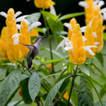 Live Shrimp Plant, Yellow Shrimp Plants Live, 4-6 Inches Tall, Colorful Ornamental Plant for Outdoor Growing