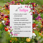 20 Tulip Bulbs for Fall Planting, Large Top Size Tulip Bulbs by Hardiness Zones 3-11, Cold Hardy, Mixed Double Peony Tulip Color for Gardens, Borders or Flowerbeds