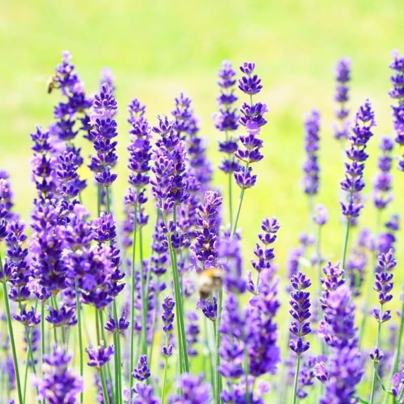 Set 2 Lavender Plants Live, Lavandula Perennial Flower Plants Indoor Outdoor, Well Rooted 4 to 8 Inch Tall to Grow (Blue Lavender)