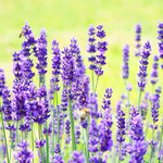 Pack 4 Lavender Plants Live, Lavandula Perennial Plants, 4-8" Height, Fragrant Perennial Flowers, No Pot (Blue Lavender)
