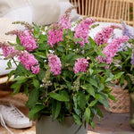 Pack 2 Butterfly Bush Live Plant, Fragrant Buddleia Shrub, 4-9 Inch Height, Vibrant Blooms for Landscaping (Pink Butterfly)