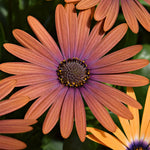2 Mix Osteospermum African Daisy Plants, Perennial Daisy Flowers for Outdoor Planting 3-5 Inches (Coral)