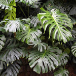 Monstera Plant Live, Rare Tropical Philodendron Indoor Live Plant, Low Maintenance Houseplant 4-8 Inches (Deliciosa Monstera)