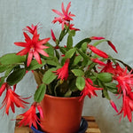 Red Easter Cactus Plants Live, Starter Holiday Cactus Plant for Indoor Outdoor Houseplants, False Christmas Thanksgiving Cactus Like, Cold Hardy, 5-9" in Tall, No Pot