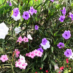 5 Mexican Petunia Plants Live, 5-8" Tall Ruellia Simplex Hardy Petunia Seedlings for Outdoor Garden, Borders, Containers