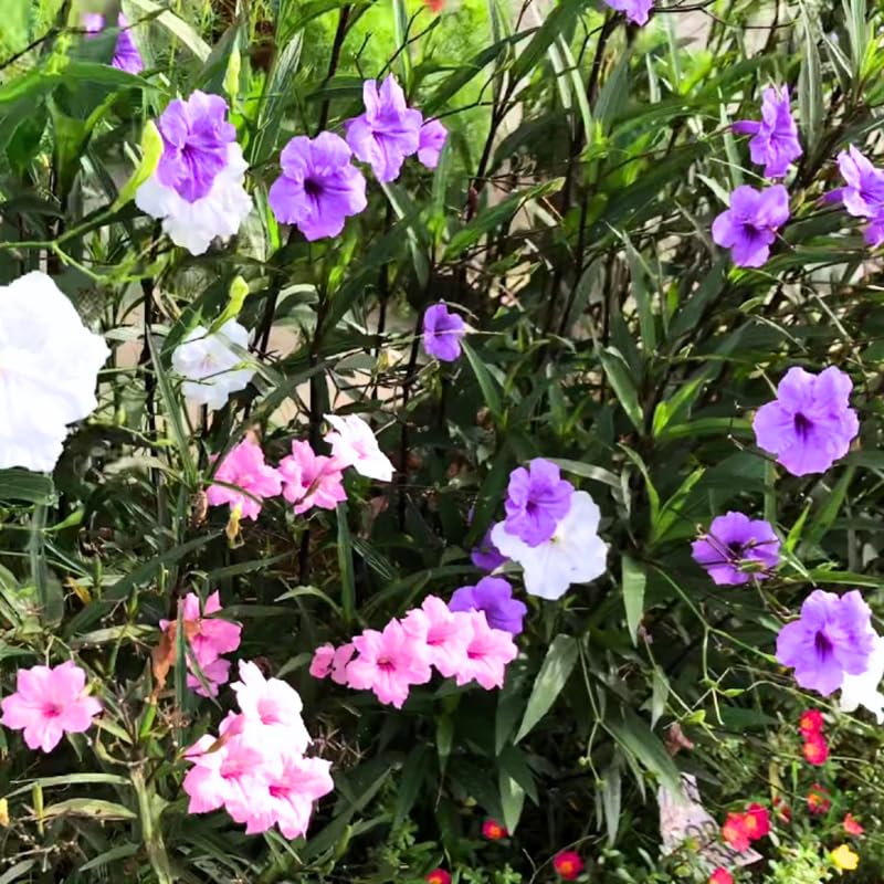 5 Mexican Petunia Plants Live, 5-8" Tall Ruellia Simplex Hardy Petunia Seedlings for Outdoor Garden, Borders, Containers