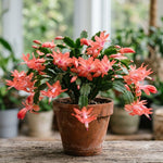 2 Salmon Christmas Cactus Live Plants, Easy Care Houseplant, 4-7'' Tall