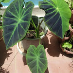 Colocasia Esculenta, Colocasia Live Plant, Elephant Ears Live Plant, Esculenta Taro Live Houseplant, 5-8 Inc Tall, No Pot (Rare Colocasia)