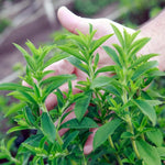 Pack 4 Sweet Stevia Live Plants, Perennial Herb for Planting, Stevia Mint Plants 4'' Pot