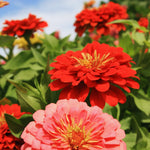 Zinnia Plant Live, Red Zinnia Flower Plant from 3 to 5 Inc Tall