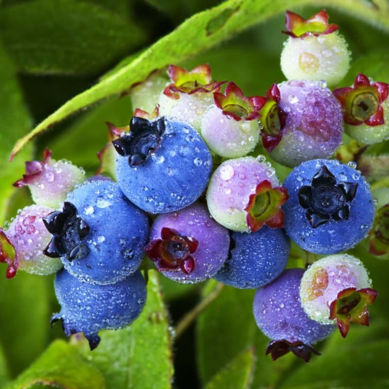 Blueberry Tree Live Plant for Planting, 1-2 Yr Old, Blueberry Plant Live, Sweet Blueberry Bush Live Plant (Sharpblue Blueberry)
