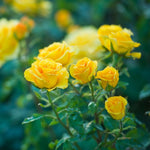 Rose Bush Live Plant, Hybrid Tea Rose Plant Live, 5-9 Inch Tall, Fragrant Flowers Tree, Well-Rooted 1 Year Old, No Pot (Yellow Rose)