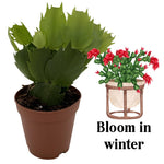 Christmas Cactus Plants Live, Thanksgiving Cactus Easter Cactus Like, 4-8 Inc Tall, Cold Hardy, Holiday Cactus for Indoor Outdoor Planting, Starter Size (Yellow)