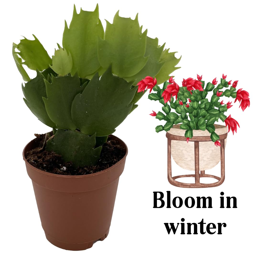 Christmas Cactus Plants Live, Thanksgiving Cactus Easter Cactus Like, 4-8 Inc Tall, Cold Hardy, Holiday Cactus for Indoor Outdoor Planting, Starter Size (Yellow)