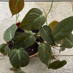 Velvet Philodendron Plant Live, Rare Tropical Variegated Live Indoor Houseplant, Starter Plants No Pot, 5-9" in Tall