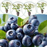 3 Sharpblue Blueberry Bushes Seedlings, High-Yield Blueberry Trees Live Plants, 6 Months Old, Starter 3-6" in Tall, Cold Hardy Zones 4-7