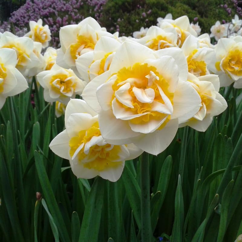 10 Mix Daffodil Bulbs for Spring Planting, Double Daffodils Bulbs for Planting, Flower Bulb Gardening Outdoor Indoor