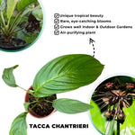 Black Bat Flower Live Plant, Tacca Chantrieri Orchid Houseplant Indoor Outdoor, Black Plant Live for Planting, 5-9" Tall