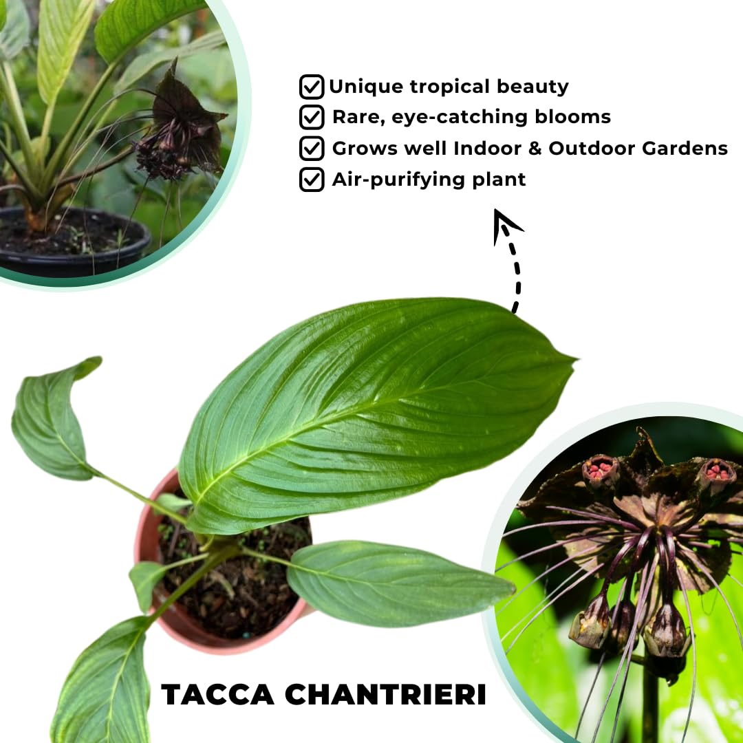 Black Bat Flower Live Plant, Tacca Chantrieri Orchid Houseplant Indoor Outdoor, Black Plant Live for Planting, 5-9" Tall