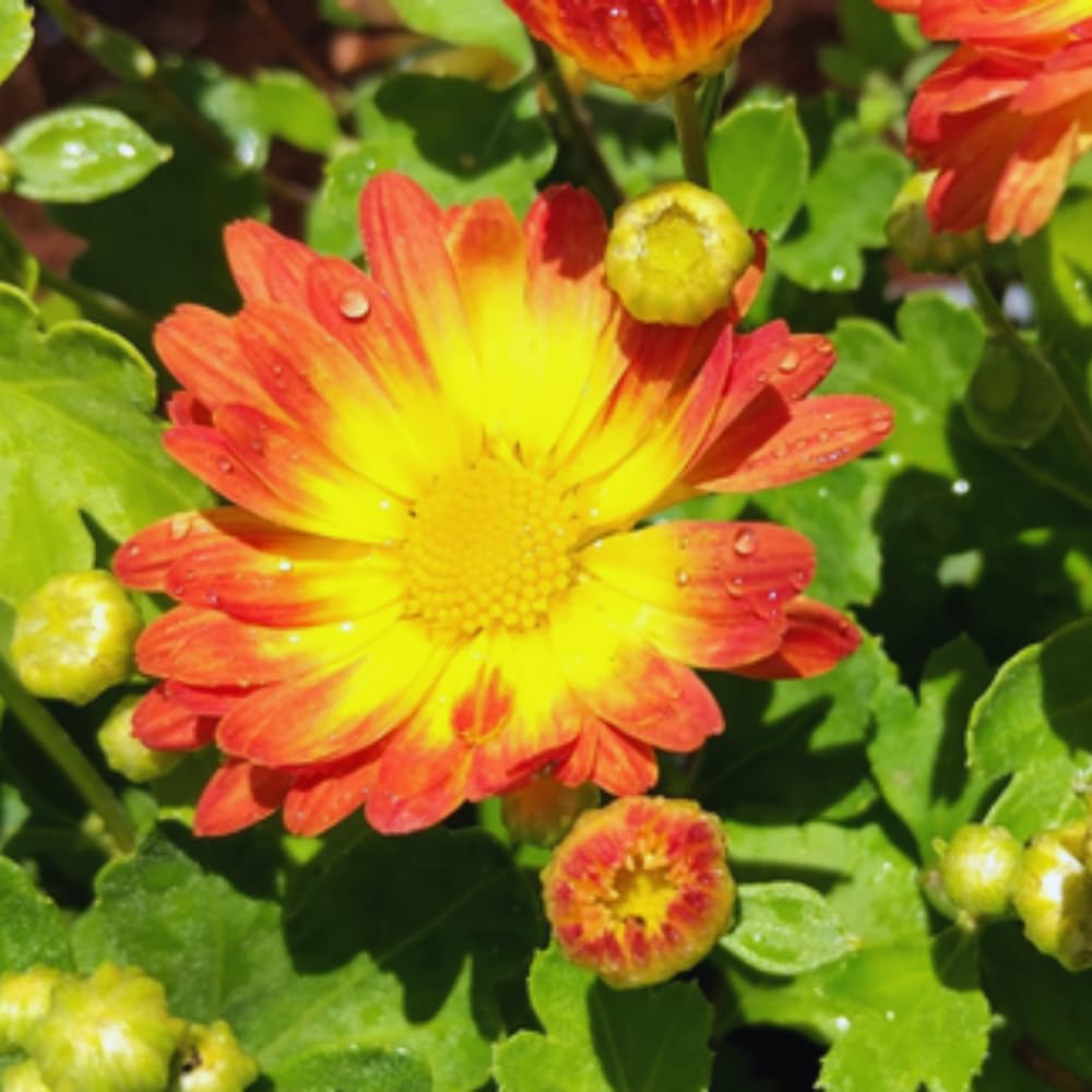 2 Orange Yellow Mums Plants Live, Chrysanthemum Plants Live, 5 to 7 Inc Long, Chrysanthemum Flower Live Plant Gardening Mum Live Plant Growing