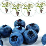 3 Common Blueberry Bushes Seedlings, High-Yield Blueberry Trees Live Plants, 6 Months Old, Starter 3-6" in Tall, Cold Hardy Zones 4-7